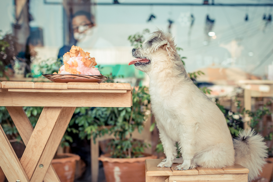 4 Tips for Making Your Restaurant Pawsitively Dog Friendly ...